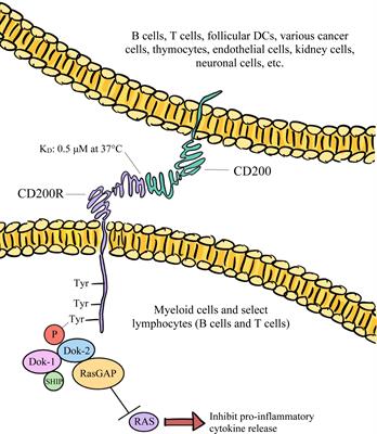 Cancel cancer: The immunotherapeutic potential of CD200/CD200R blockade